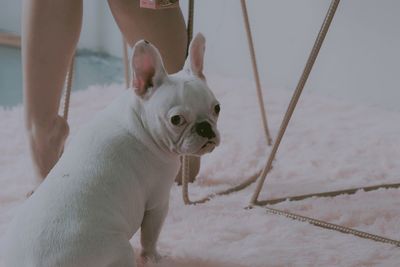 Dog looking at camera