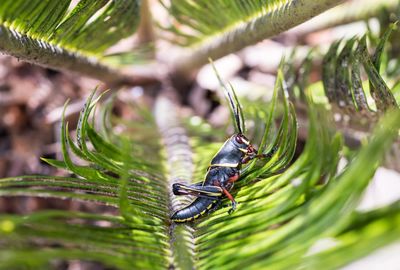 Close-up of insect on plant