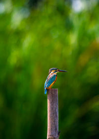 Bird perching on wooden post