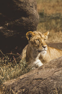 View of a lioness looking away from camera