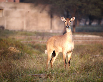 Deer standing on field