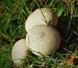 Close-up of mushroom growing on field