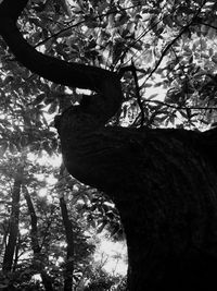 Low angle view of trees