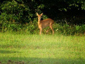 Deer standing on field