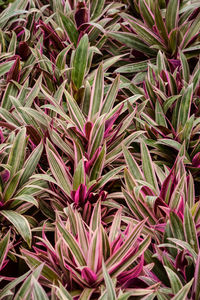 Full frame shot of pink flowers