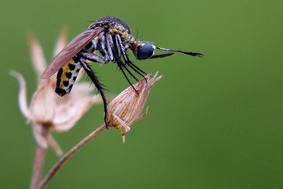 Close-up of insect perching on flower