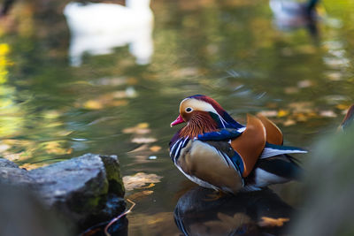 Duck swimming in lake