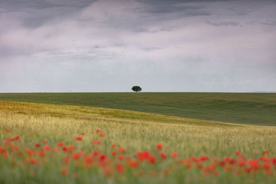 Scenic view of field against sky