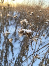 Close-up of snow on plant