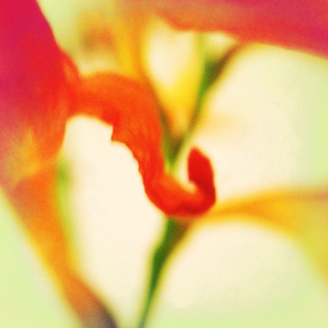 red, close-up, growth, focus on foreground, selective focus, freshness, beauty in nature, nature, fragility, plant, flower, orange color, stem, leaf, petal, bud, vibrant color, no people, outdoors, day