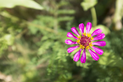 Close-up of pink flower