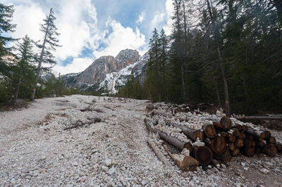 View of logs in forest against sky