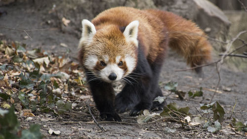 Ailurus fulgens