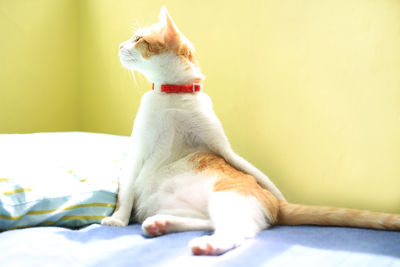 Close-up of dog sitting on bed at home