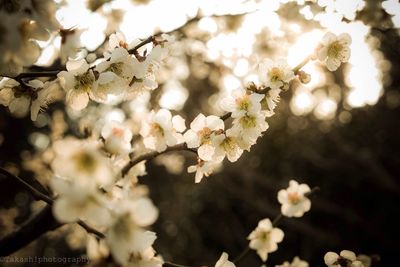 Close-up of white flowers