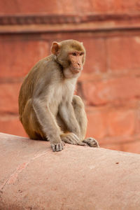 Monkey sitting on retaining wall