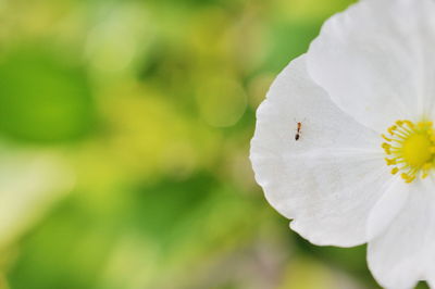 Close-up of white flower