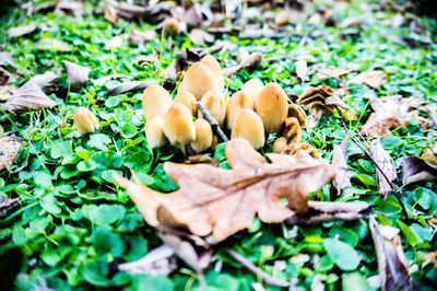 Close-up of mushrooms growing on field