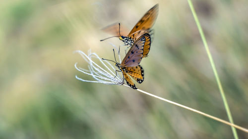 Close-up of butterfly