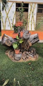 Potted plants in front of building