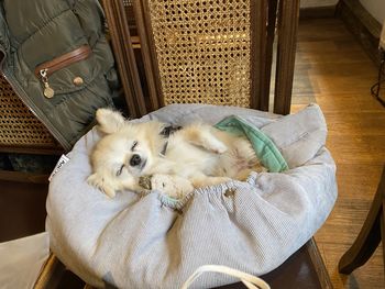 High angle view of dog sitting on floor