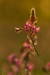 Close-up of bee pollinating on pink flower