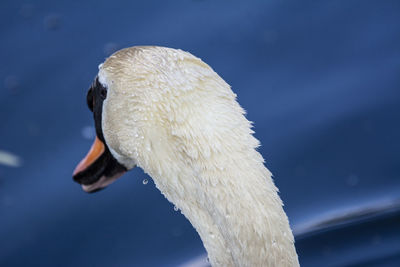 Close-up of swan