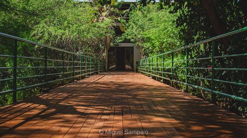 Empty footbridge along trees in forest