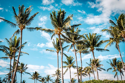 Low angle view of palm trees against sky