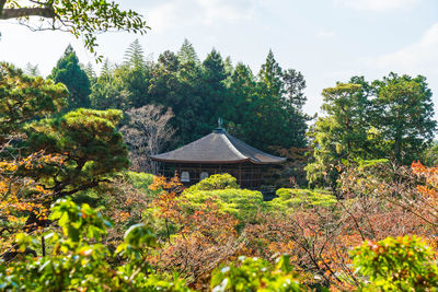 View of plants and trees in forest against sky