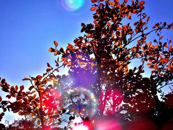 Low angle view of sun shining through trees