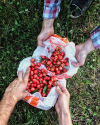 High angle view of hand holding berries on field