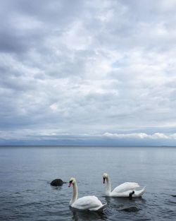 Swans swimming on lake against sky