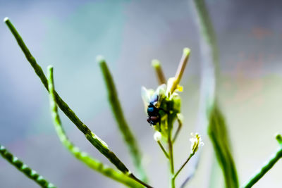 Close-up of insect on flower