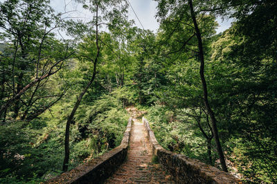 Footpath amidst trees in forest