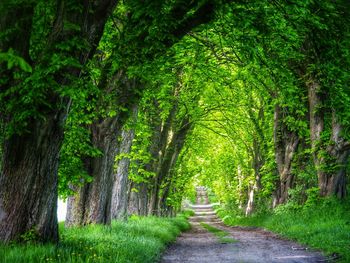 View of trees in forest