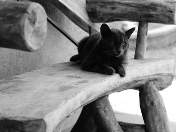 Close-up of cat on wooden floor