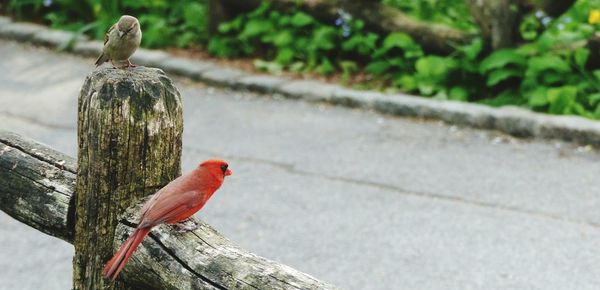 Close-up of bird perching on tree