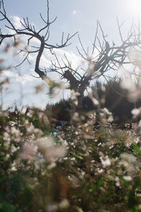 Close-up of flowers against sky