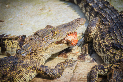 Close-up of crocodile in sea