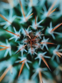 Close-up of caterpillar on plant