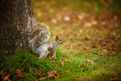 Squirrel on tree trunk