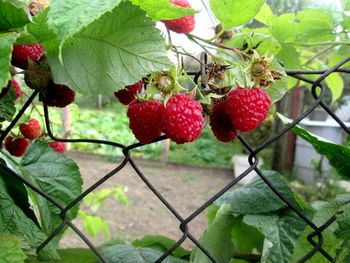 Close-up of strawberries on tree