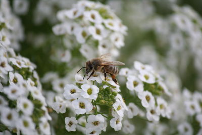 Close-up of bee on flower