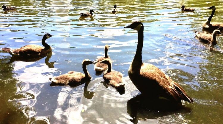 bird, lake, water, animal themes, animals in the wild, reflection, high angle view, nature, animal wildlife, no people, swimming, day, water bird, rippled, outdoors, young bird, waterfront, goose, swan