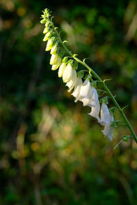 Close-up of white flowering plant