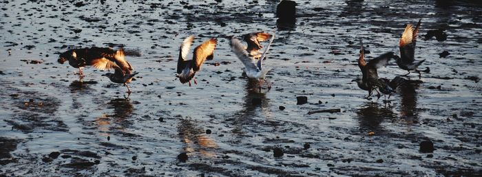 Ducks swimming in lake