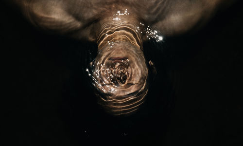 Close-up of jellyfish