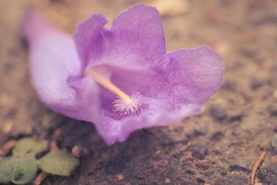 Close-up of purple flowers blooming