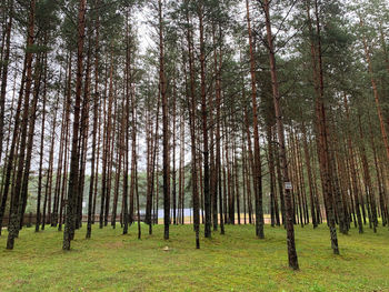 Pine trees in forest